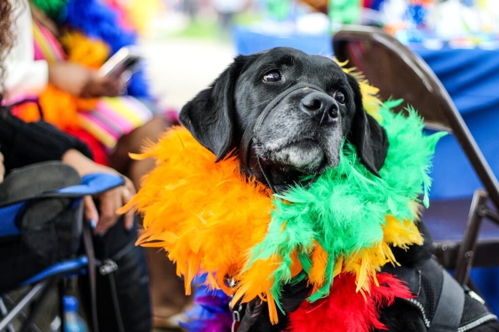 Typeform’s Pet Day Post